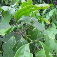 Celtis philippensis Blanco